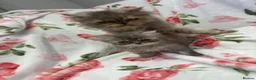 Persian cats for sale: Persian fluffy kittens - Advert 4