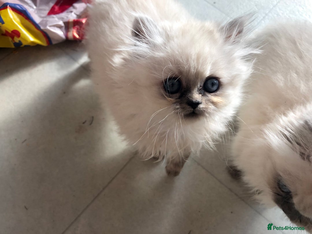 Persian cats for sale: Unique beautiful Persian kittens  - Image 2