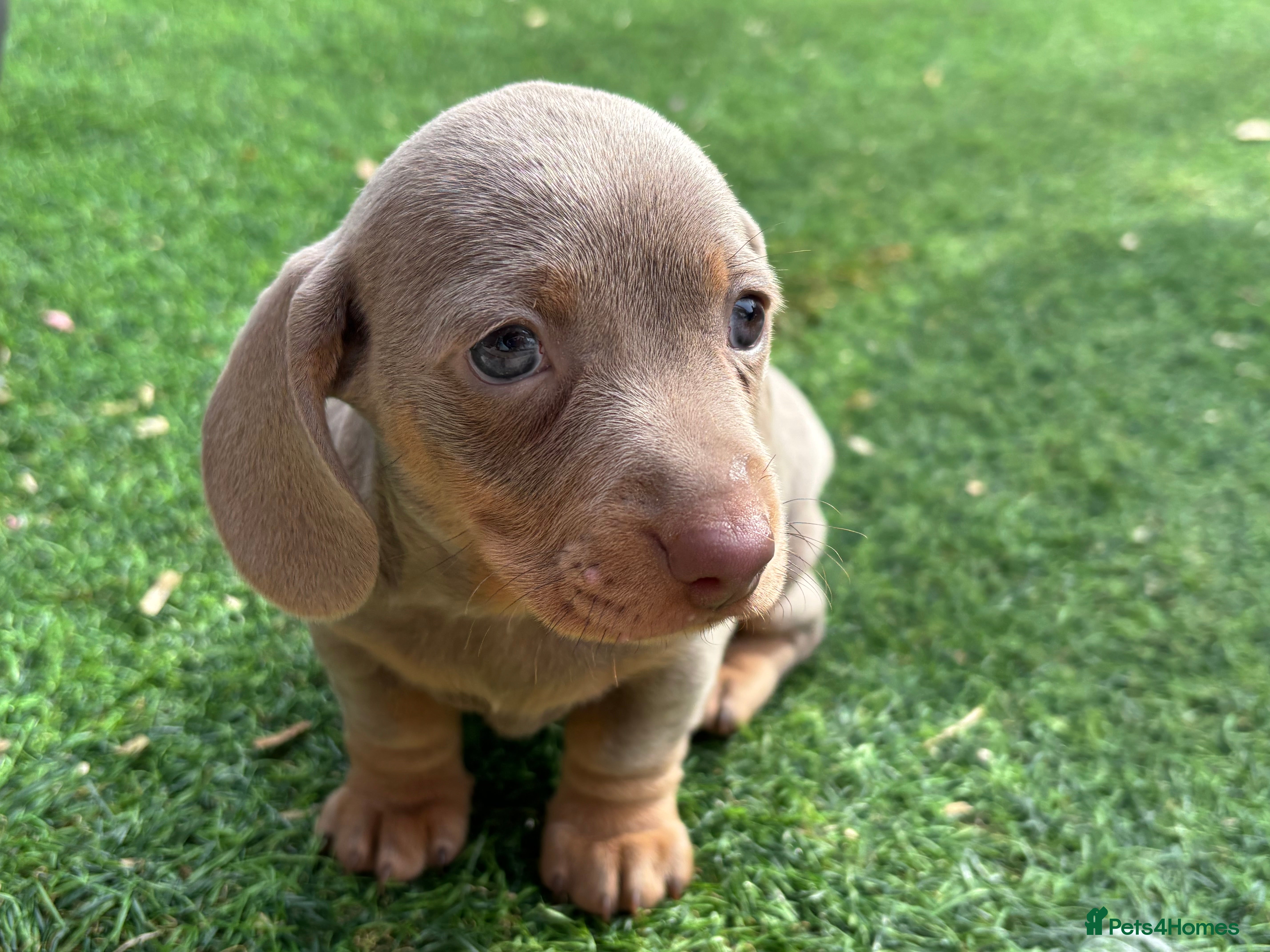 Dachshund dogs 4 beautiful Dacshund puppy’s  - Advert 7