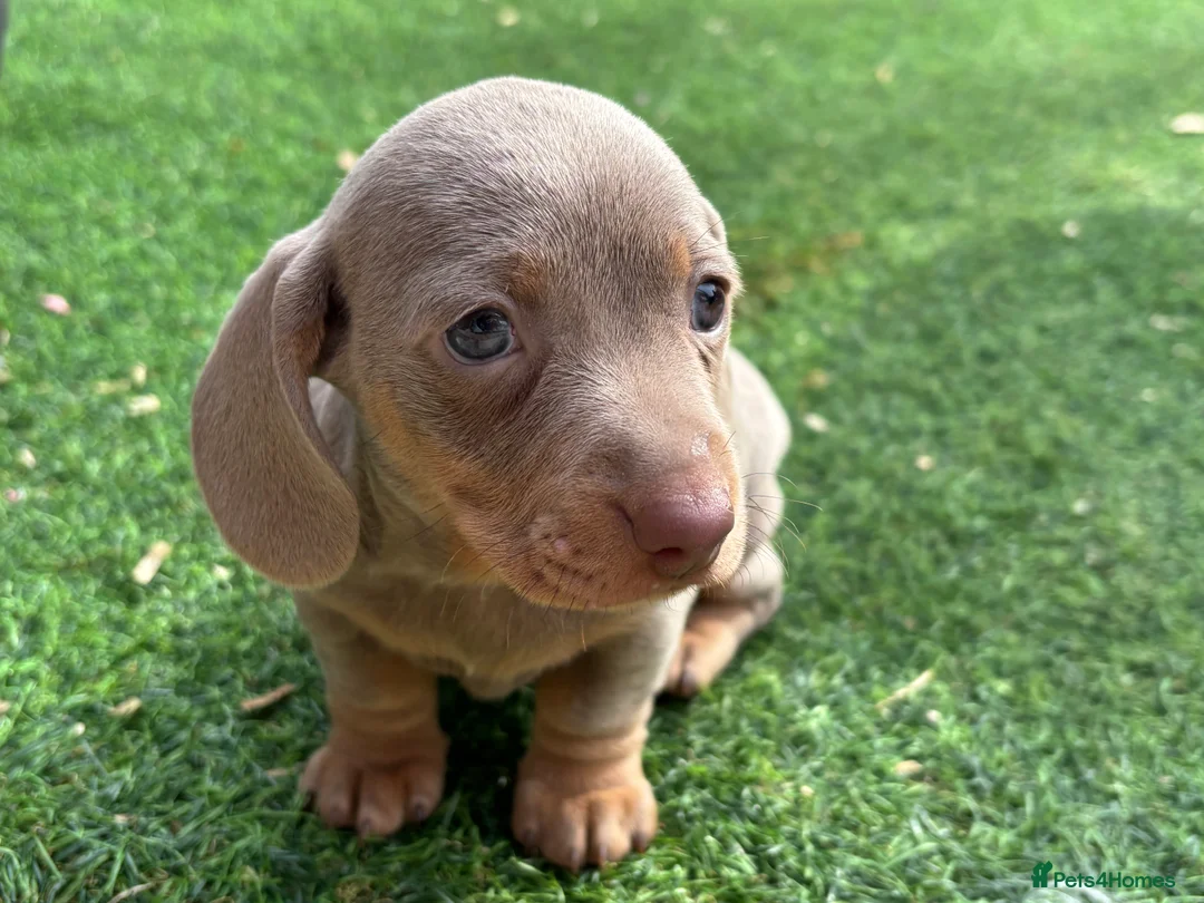 Dachshund dogs for sale: 4 beautiful Isabella and tan puppy’s  - Advert 29