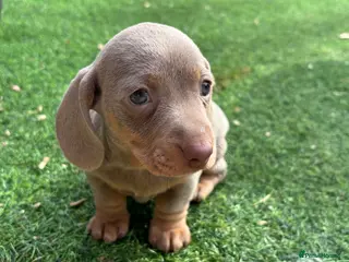 Dachshund dogs 4 beautiful Dacshund puppy’s - Advert 6