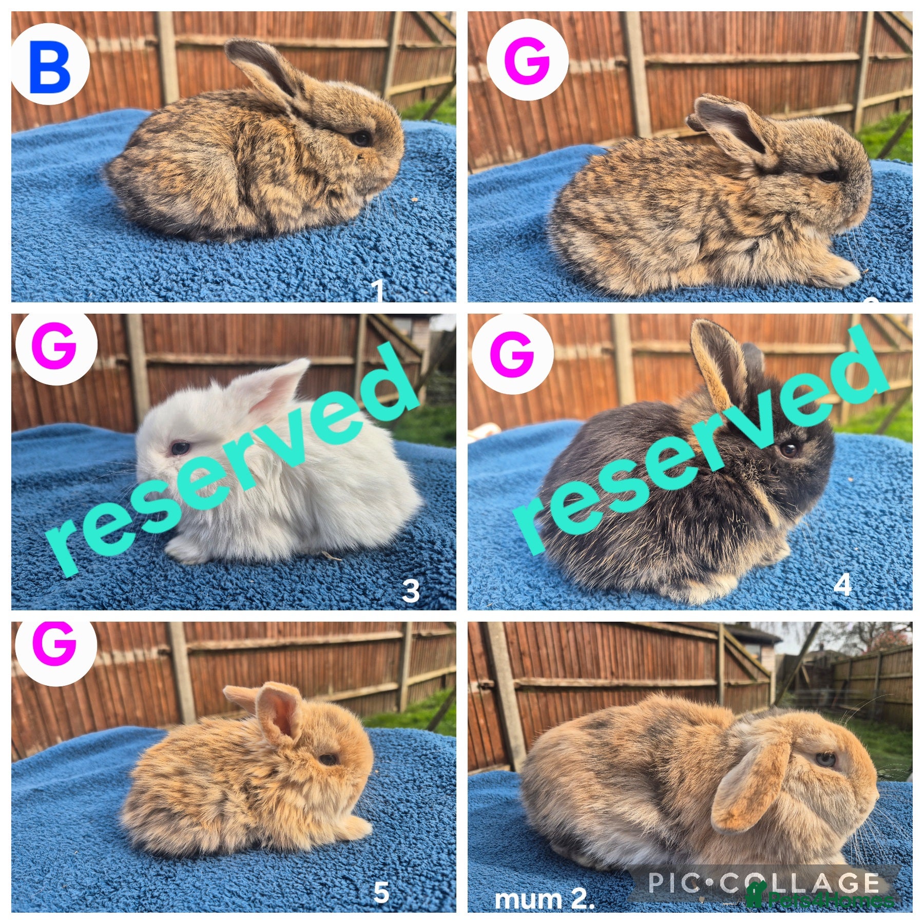 Mini Lop rabbits 3 x litters of gorgeous mini lop babies - Advert 1