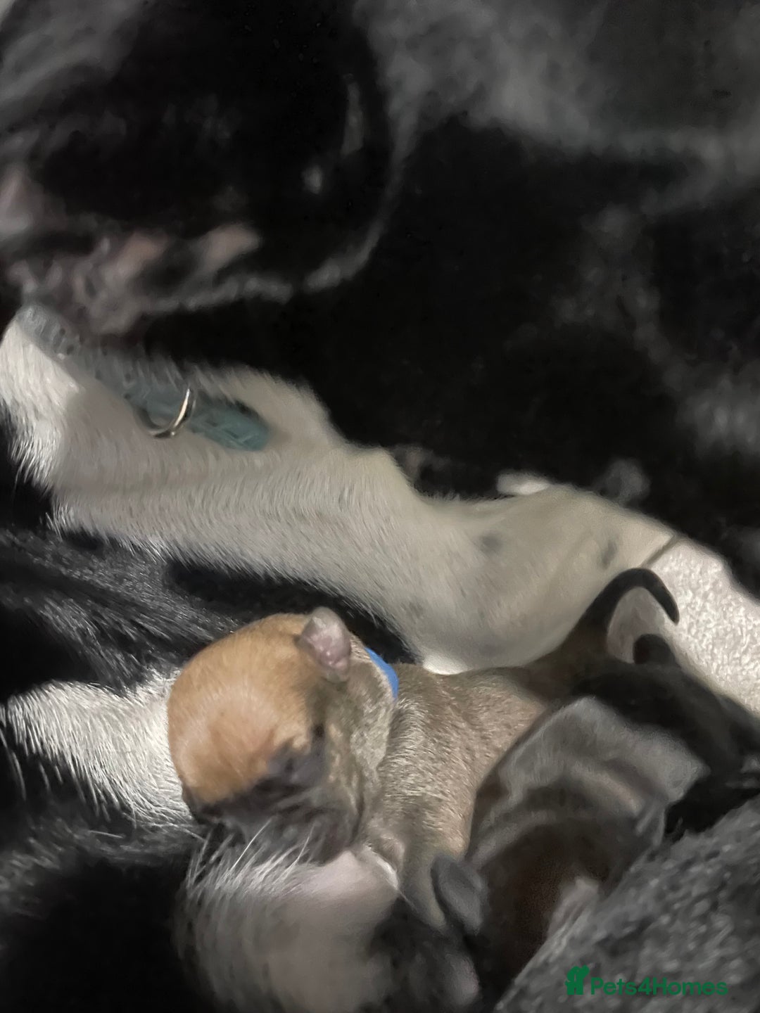 Mixed Breed dogs for sale: Bodeguero Andaluz x French Bulldog Puppies  - Advert 3