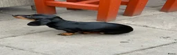 Miniature Dachshund dogs for sale: Miniature dachshund  - Advert 21