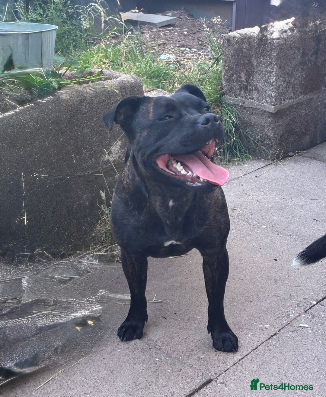 Staffordshire Bull Terrier dogs for sale: Champion bloodlines Kc mother puppy - Advert 12