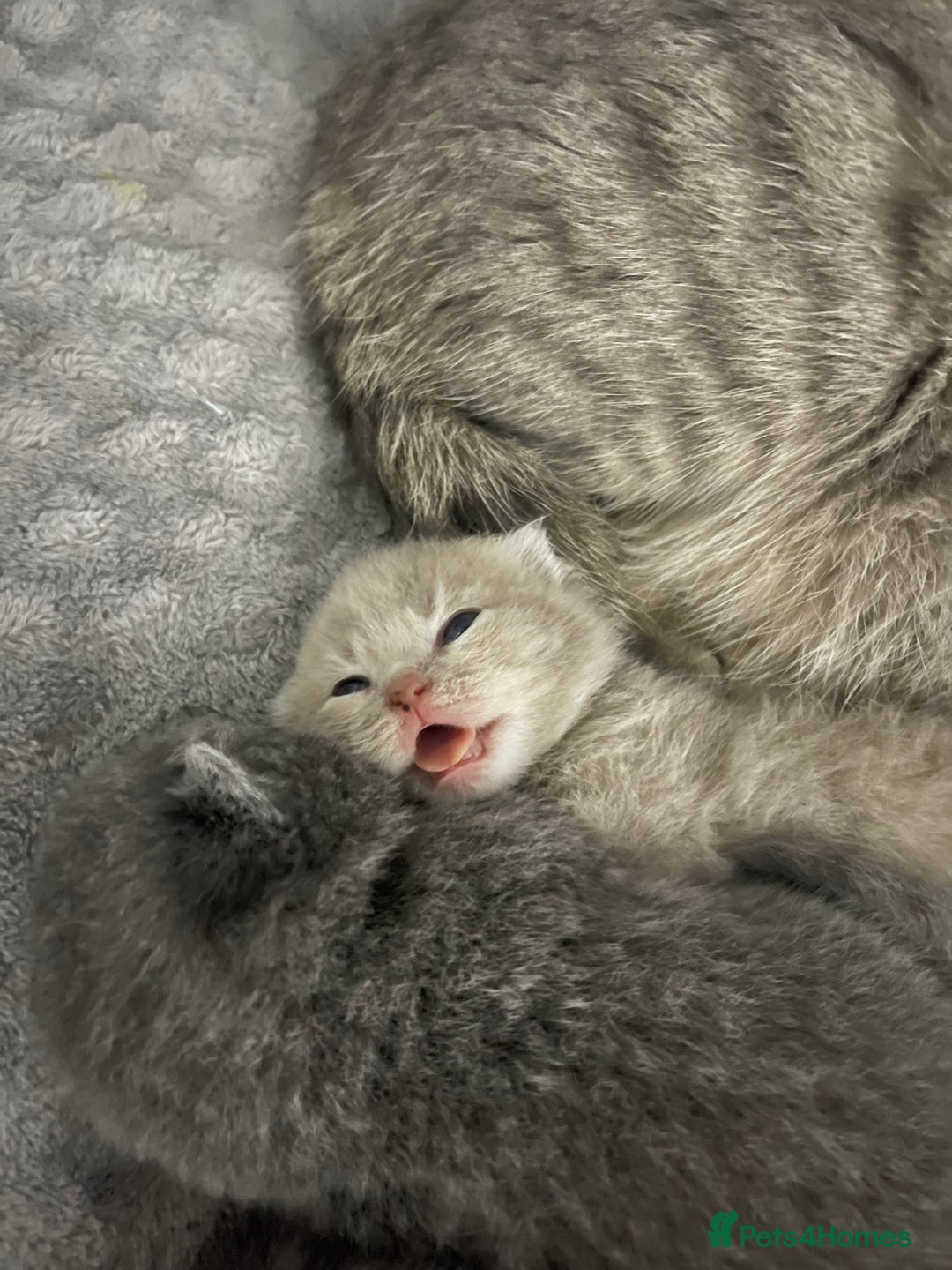 British Shorthair cats for sale: 2 british blue shorthair boys - Advert 17