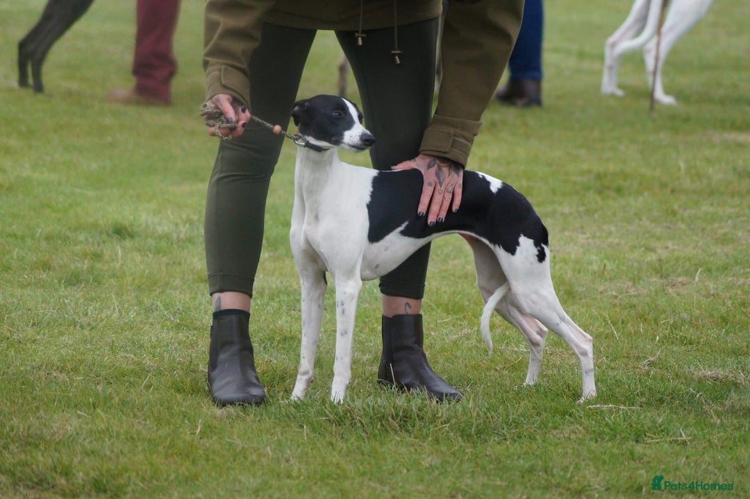 Whippet dogs for sale: Sweet Female Whippet - Advert 1