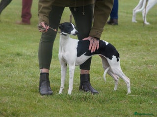 Whippet dogs Sweet Female Whippet - Advert 16