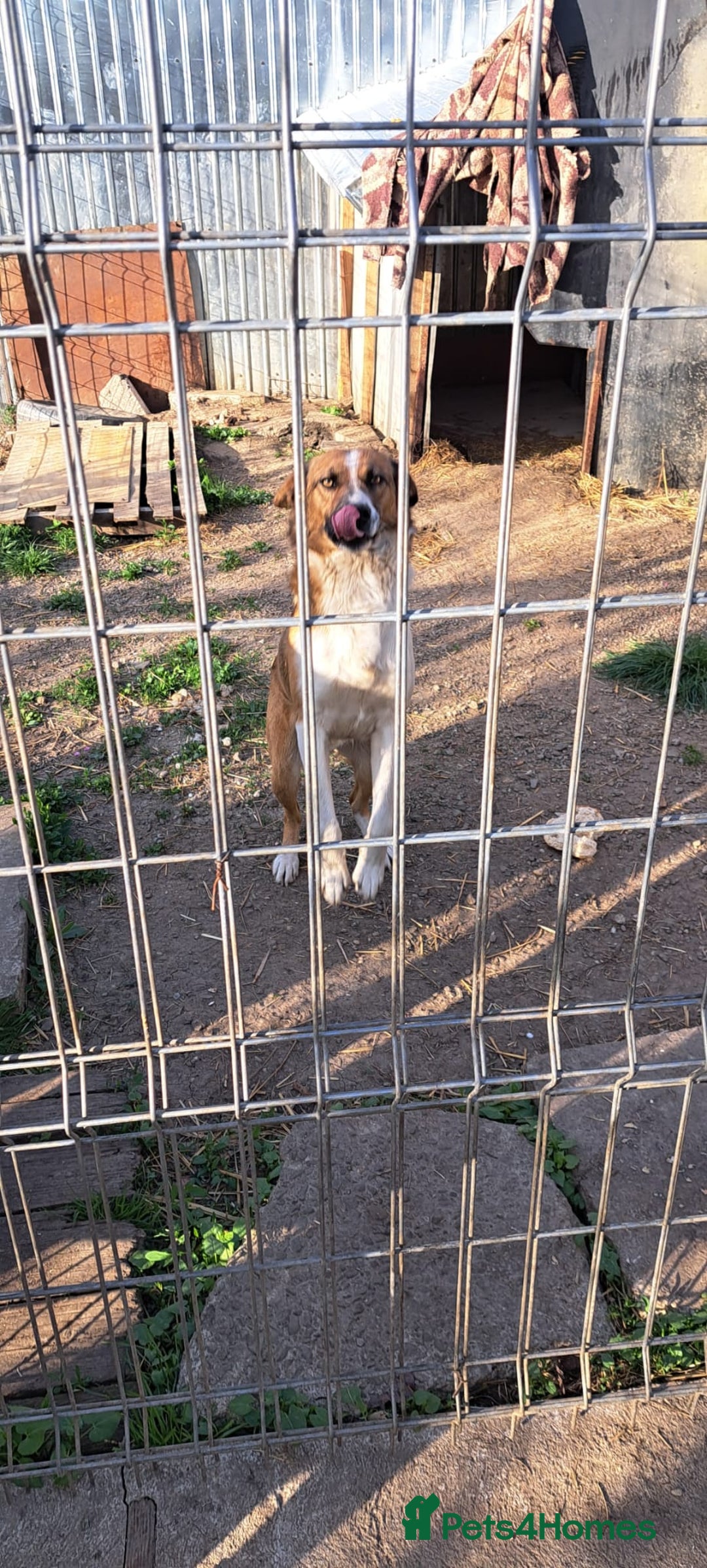 Mixed Breed dogs for adoption: BENNY - a faithful dog for a Loving Home - Image 18