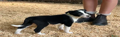 Border Collie 2