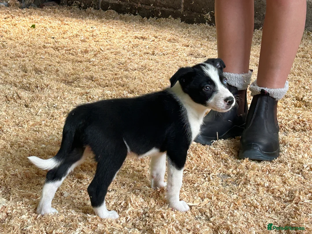Border Collie dogs for sale: ISDS registered pups - Advert 2
