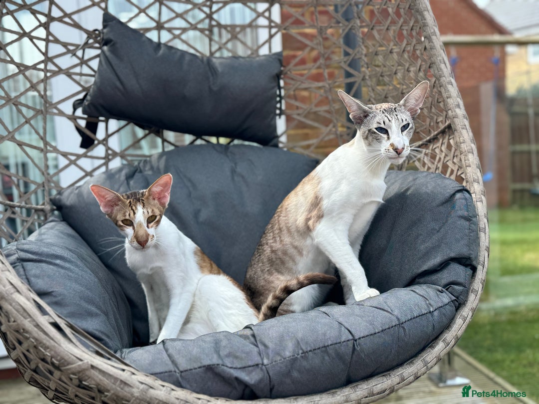 Peterbald cats for sale: Theo and Lewis (ginger )  - Image 7
