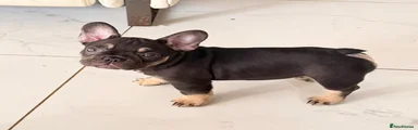 French Bulldog Puppy 7