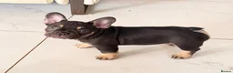 French Bulldog dogs for sale: French Bulldog Puppies Ready for Forever Home - Advert 14