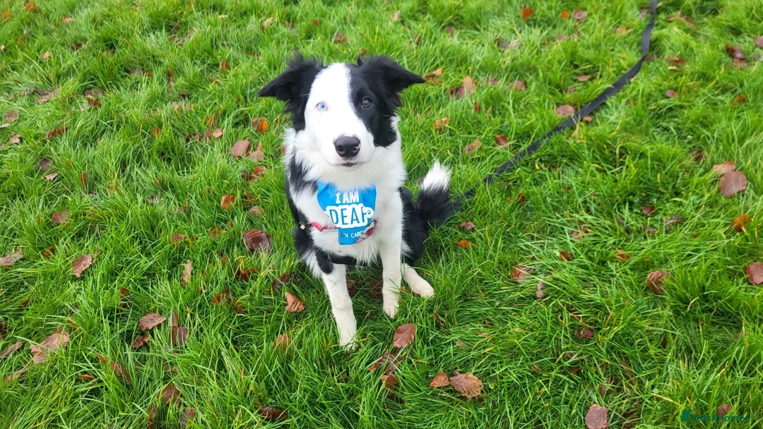 Border Collie dogs for sale: Callie needs a new home  - Advert 20