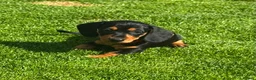 Miniature Dachshund dogs for sale: Gorgeous KC reg miniature dachshund puppies  - Advert 8