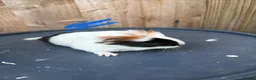 Guinea Pig rodents for sale: Guinea pigs to be reserved  - Advert 9