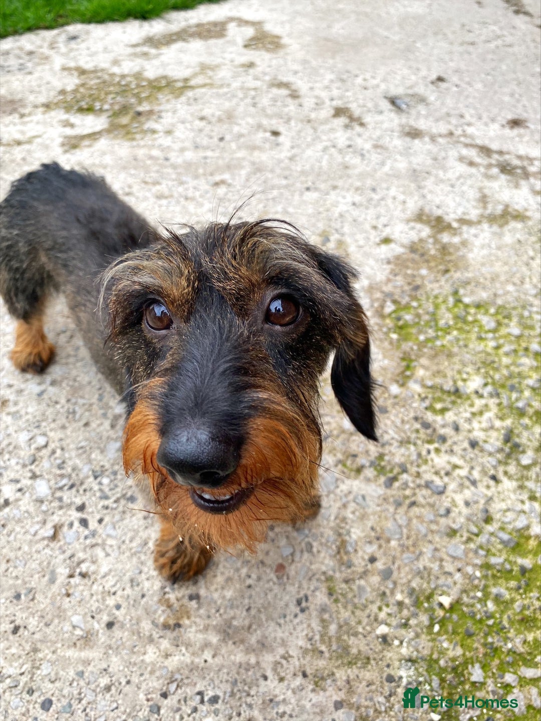 Miniature Dachshund dogs for stud: MINIATURE WIREHAIRED DACHSHUND STUD *PROVEN**KC ** in Manchester - Image 10