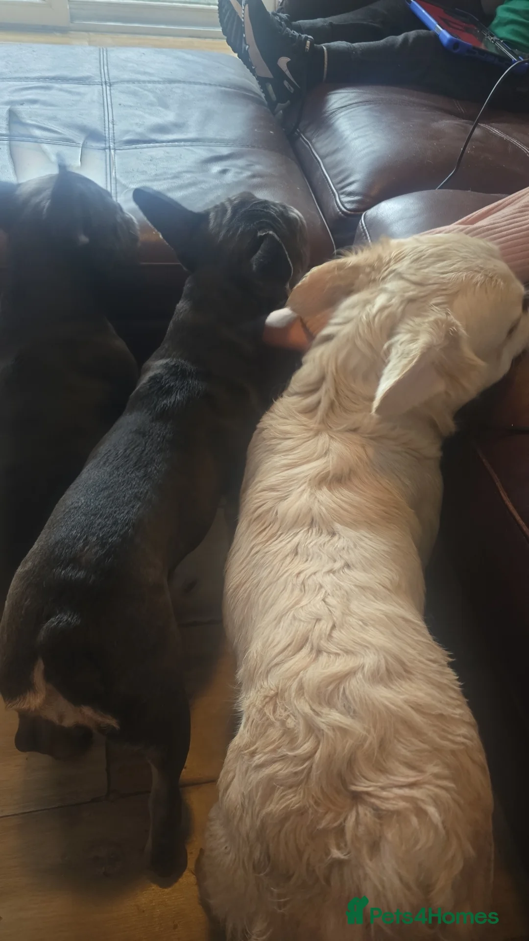 French Bulldog dogs for sale: Fluffy french bulldog - Advert 3