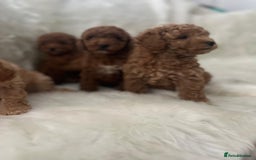 Cavapoo dogs for sale: Mixed litter of adorable cavapoo puppies - Advert 5