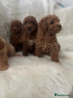Cavapoo dogs Mixed litter of adorable cavapoo puppies - Advert 4