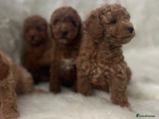 Cavapoo dogs Mixed litter of adorable cavapoo puppies - Advert 5