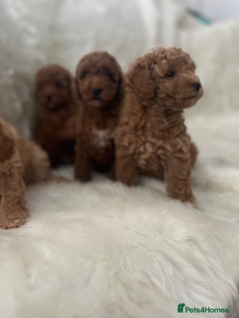 Cavapoo dogs Mixed litter of adorable cavapoo puppies - Advert 1