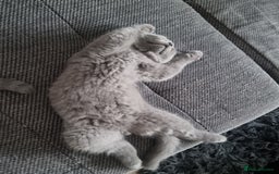British Shorthair cats for sale: TOP💗 Quality British Shorthair 😻Kittens💋 - Image 17