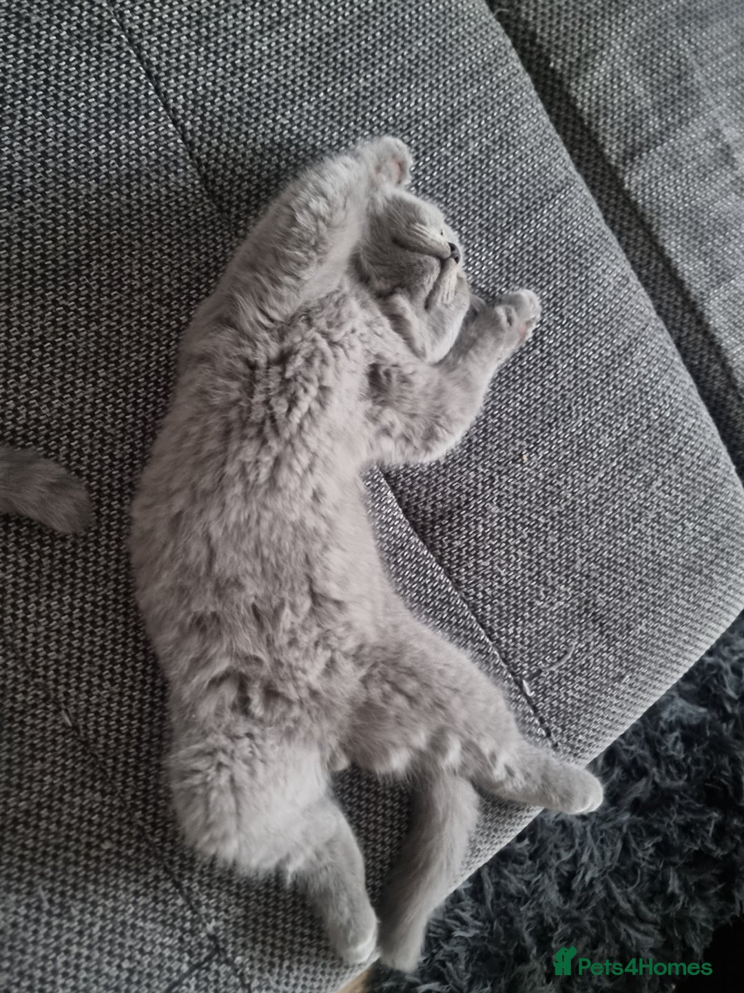 British Shorthair cats for sale: TOP💗 Quality British Shorthair 😻Kittens💋 - Image 17
