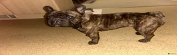 French Bulldog dogs for sale: Lilo, our frenchie in Fleet - Advert 5