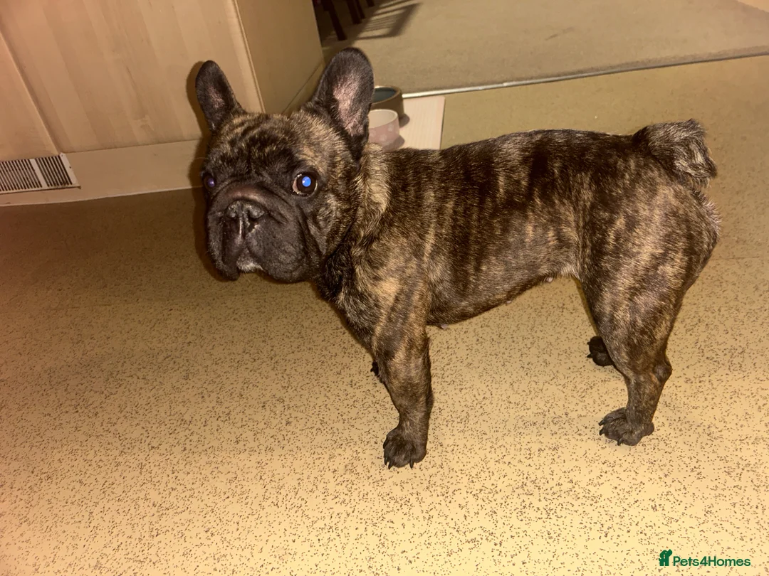 French Bulldog dogs for sale: Lilo, our frenchie in Fleet - Advert 5