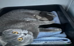 British Shorthair cats for sale: British shorthair kittens🐻🐻‍❄️🐻🐻‍❄️🐻🐻‍❄️ - Image 25