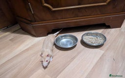 Rat rodents for sale: Two female Fancy Rats  - Image 3