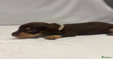 Dachshund dogs - Advert 8