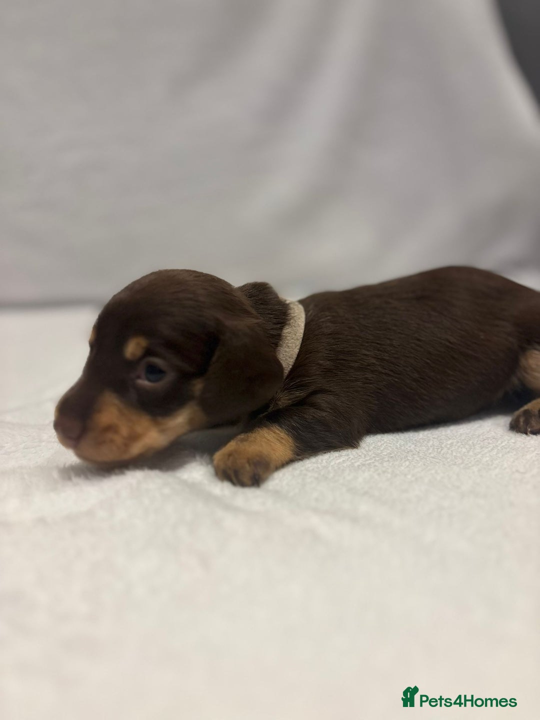 Dachshund dogs for sale: Dachshund puppies  - Image 4