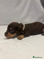 Dachshund dogs - Advert 2