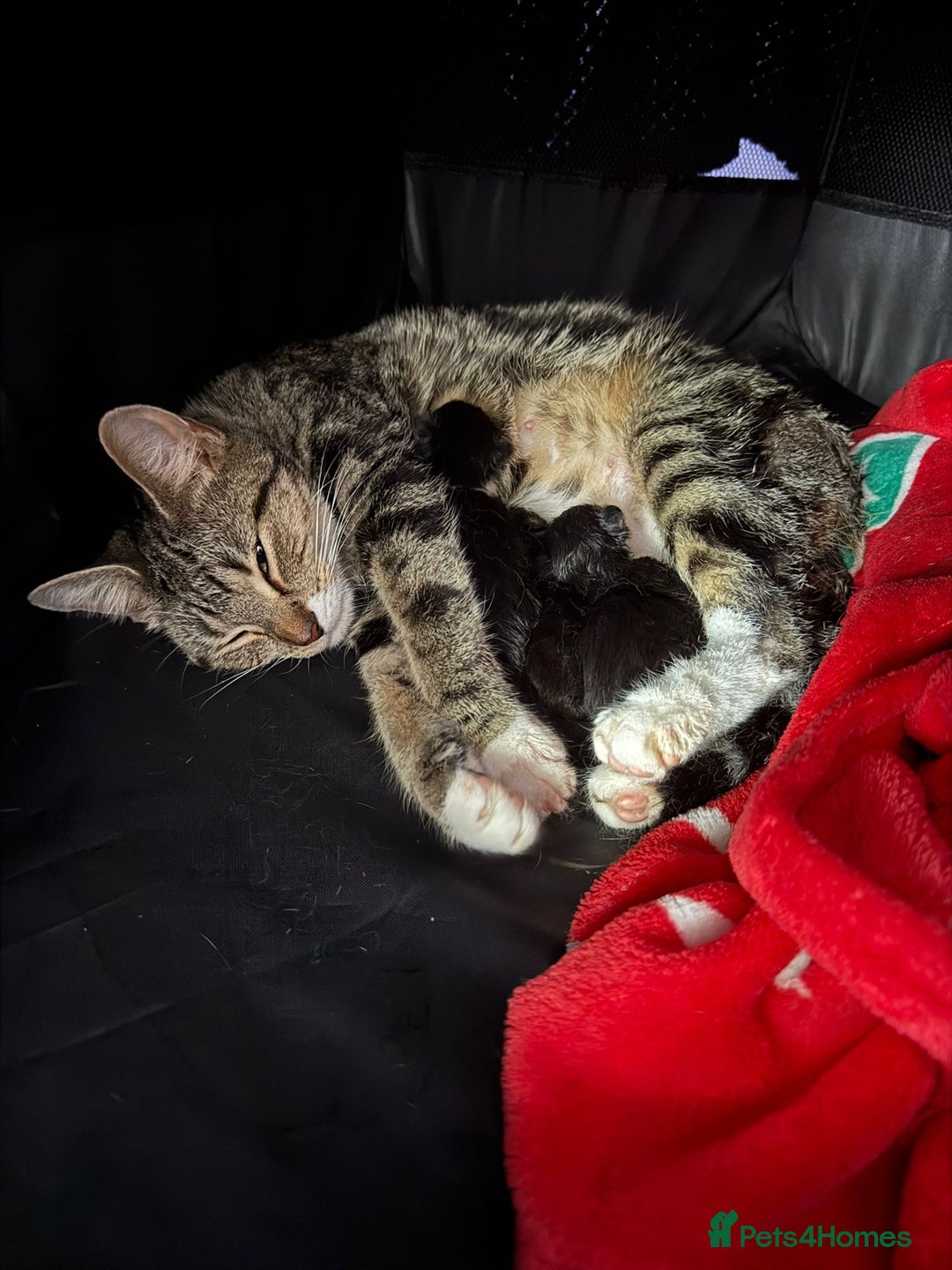 Mixed Breed cats for sale: Black and white kittens  - Image 20