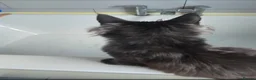Maine Coon cats for sale: Male Black Maine Coon Kitten - Advert 9