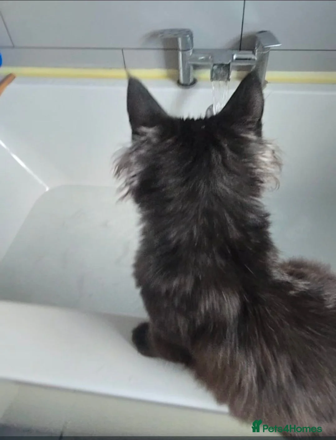 Maine Coon cats for sale: Male Black Maine Coon Kitten - Advert 9
