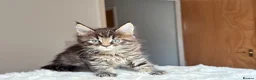 Maine Coon cats for sale: Now 2 TICA Registered Mainecoon kittens  - Advert 28