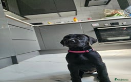 Mixed Breed dogs for sale: Dobermann X Weimaraner Cross Mix Puppies - Image 15