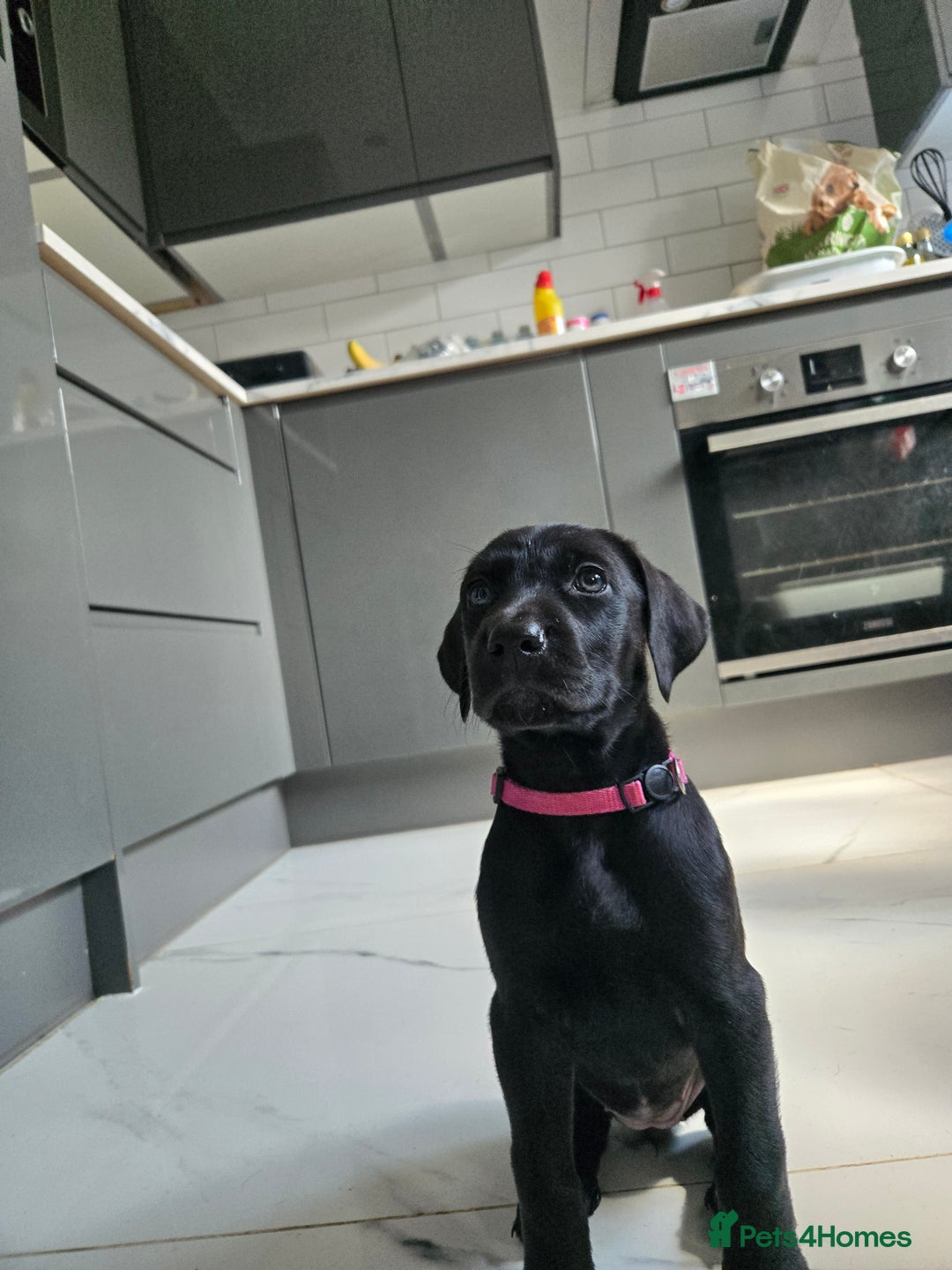 Mixed Breed dogs for sale: Dobermann X Weimaraner Cross Mix Puppies - Image 15