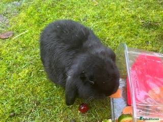 Mini Lop rabbits *1 left* - Advert 9