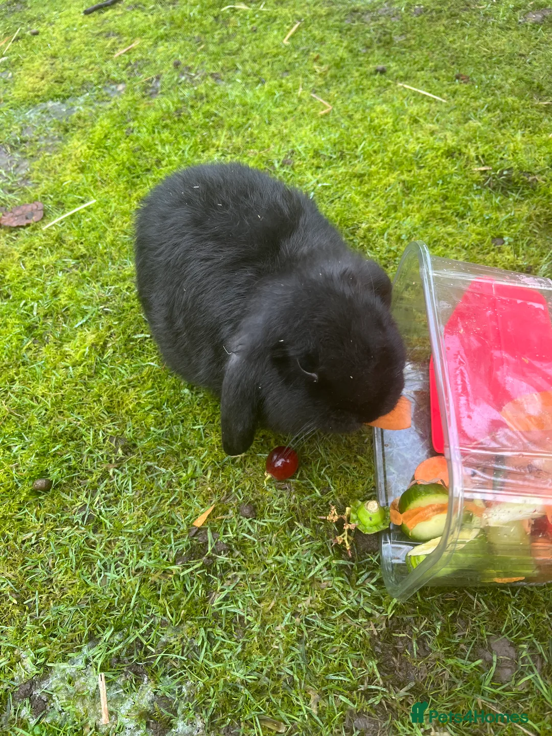 Mini Lop rabbits for sale: *1 left* - Advert 1