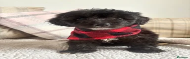 BEAUTIFUL GIRL