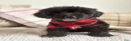 Mixed Breed dogs for sale: BEAUTIFUL MINI CORGIPOO PUPPIES  in Llanelli - Advert 3