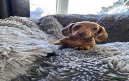 Miniature Dachshund dogs for sale: Stunning Miniature dachshund puppies  - Image 16