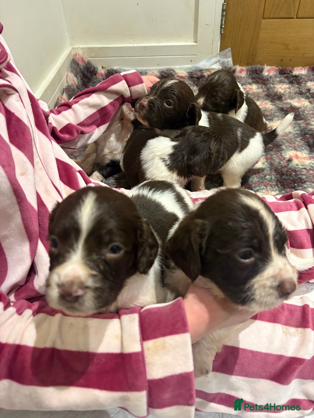 English Springer Spaniel dogs for sale: Quality English springer spaniel puppies  - Advert 13