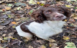English Springer Spaniel dogs for stud: Working Springer Bineswych Billy (Monty) for Stud - Advert 2