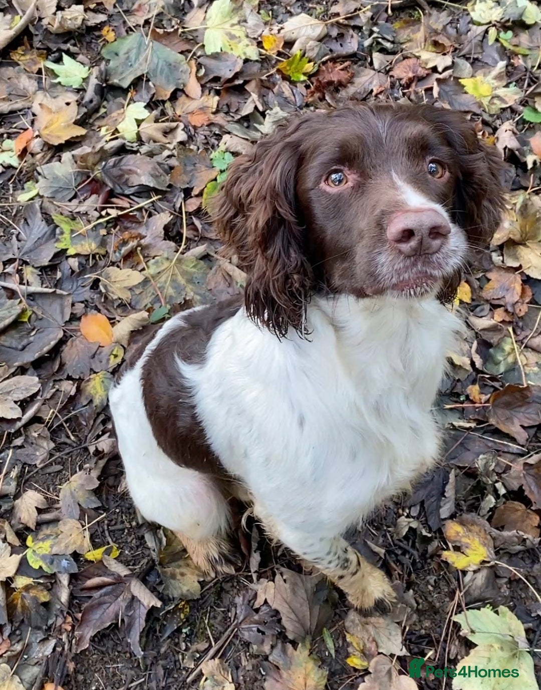 English Springer Spaniel dogs for stud: Working Springer Bineswych Billy (Monty) for Stud - Advert 2